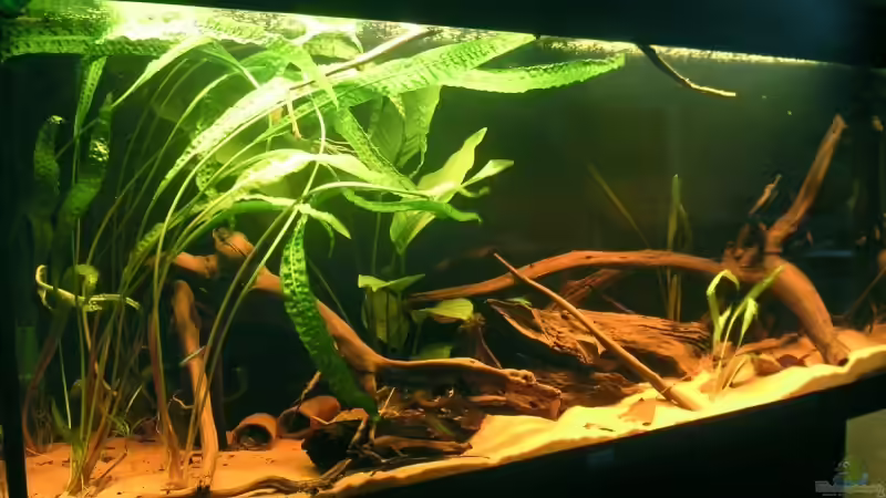 Aquarium Hauptansicht von Becken 4750