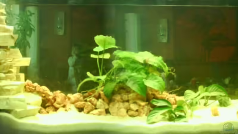 Aquarium Hauptansicht von Becken 4772