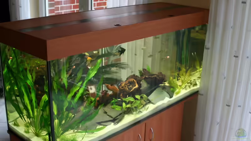 Aquarium Hauptansicht von Becken 4801