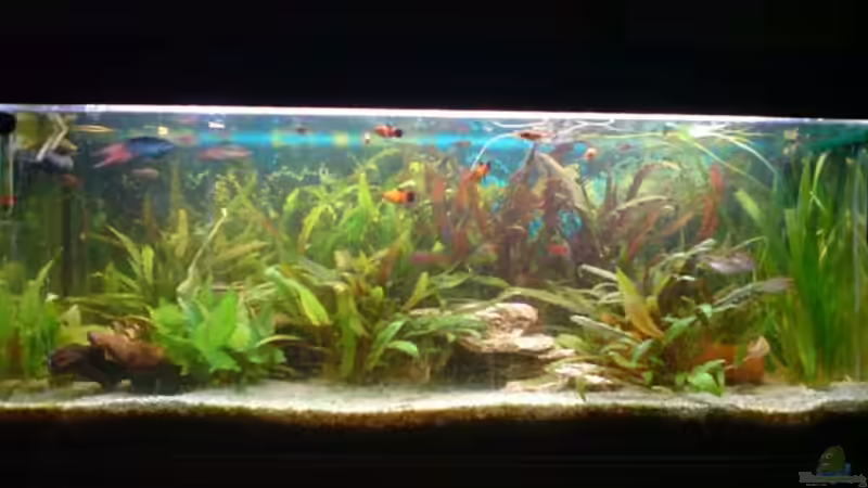 Aquarium Hauptansicht von Becken 4932