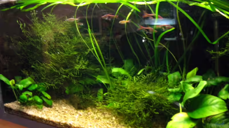 Aquarium Hauptansicht von Becken 4978