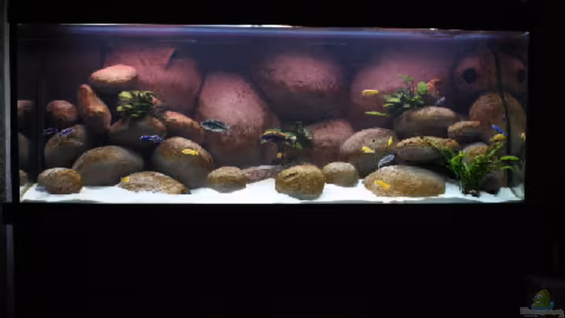 Aquarium Hauptansicht von Becken 4982