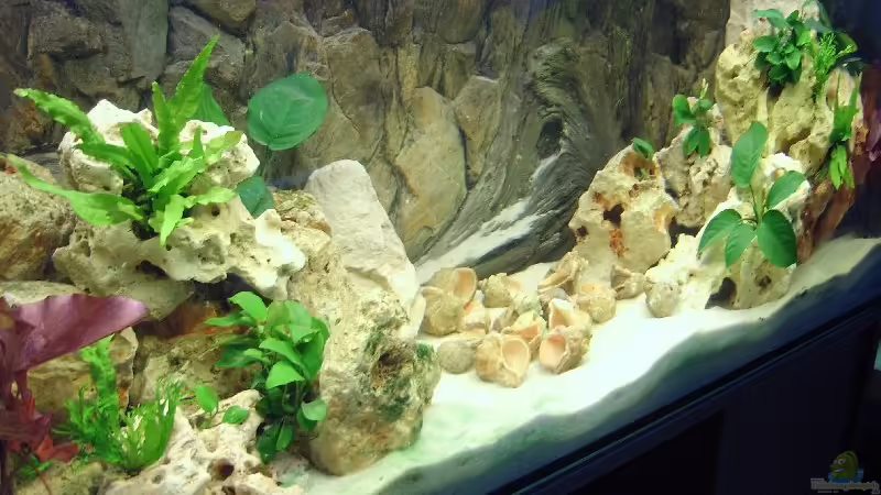 Aquarium Hauptansicht von Becken 4991
