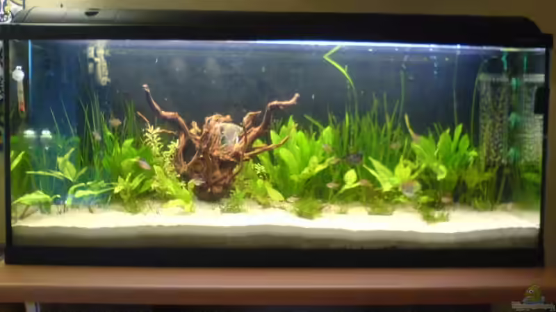 Aquarium Hauptansicht von Becken 5040