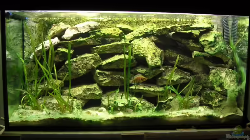 Aquarium Hauptansicht von Becken 511