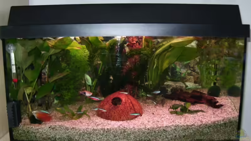 Aquarium Hauptansicht von Becken 5192