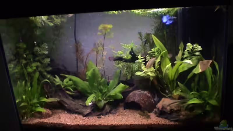 Aquarium Hauptansicht von Becken 5212