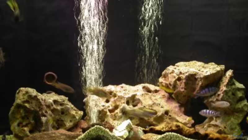 Aquarium Hauptansicht von Becken 522
