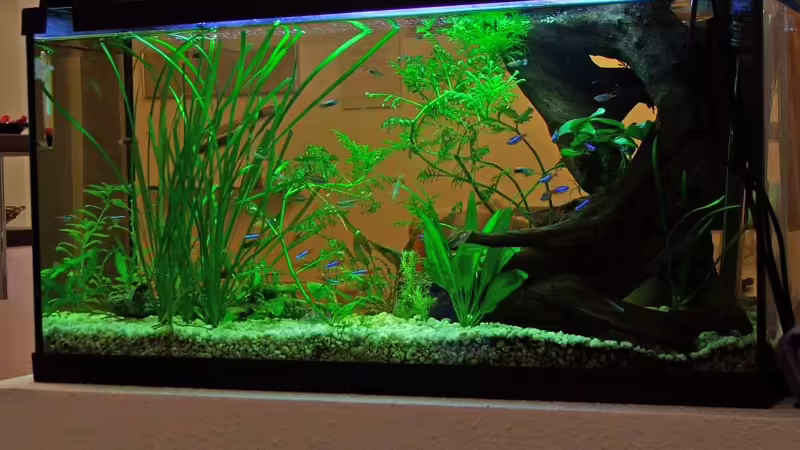 Aquarium Hauptansicht von Becken 5234