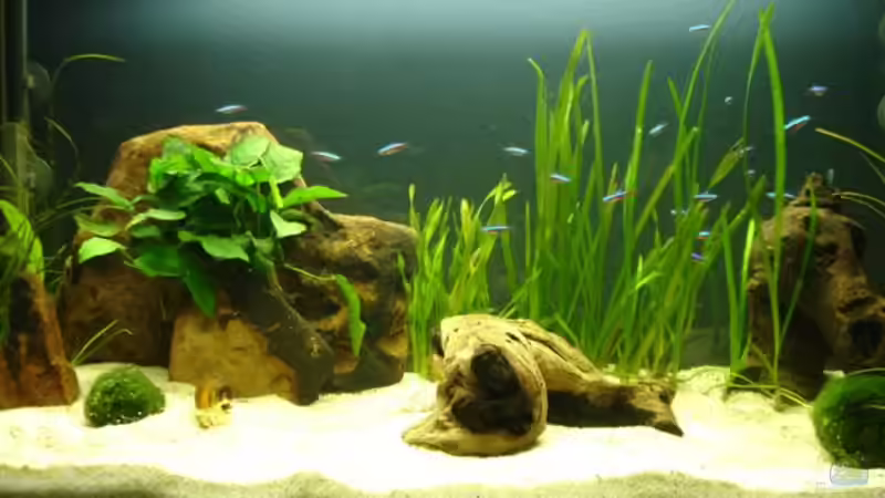 Aquarium Hauptansicht von Becken 5318