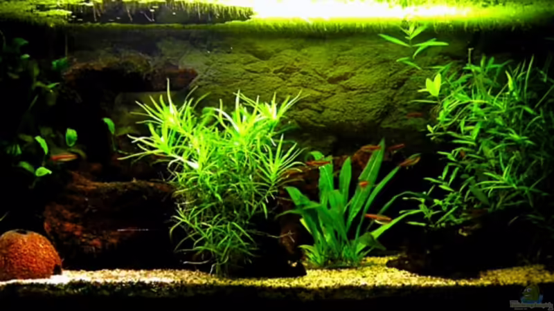 Aquarium Hauptansicht von Becken 5627
