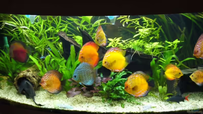 Aquarium Hauptansicht von Becken 5673