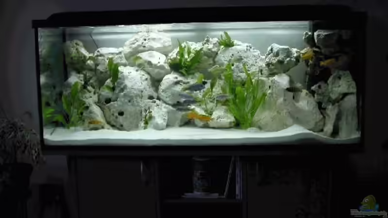 Aquarium Hauptansicht von Becken 574