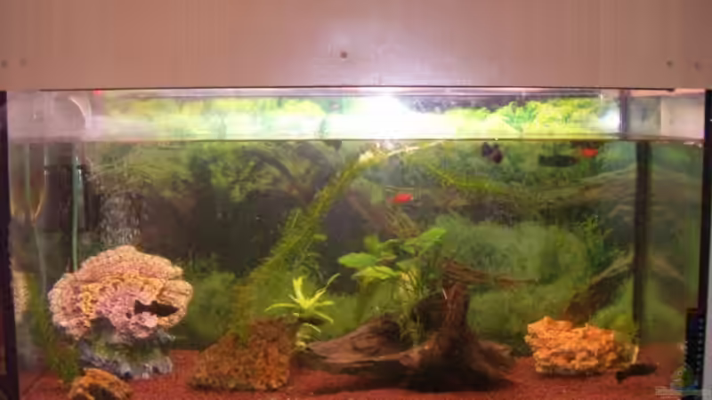 Aquarium Hauptansicht von Becken 5794