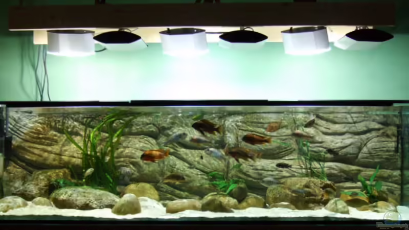 Aquarium Hauptansicht von Becken 5798