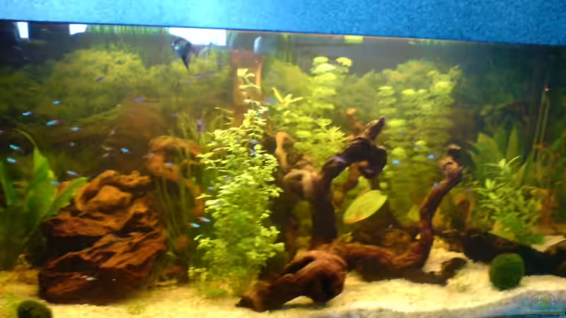 Aquarium Hauptansicht von Becken 5826
