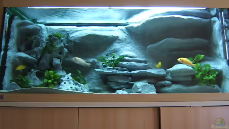 Aquarium Hauptansicht von Becken 5960