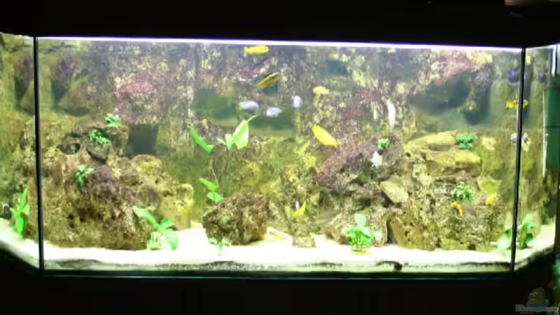 Aquarium Hauptansicht von Becken 606