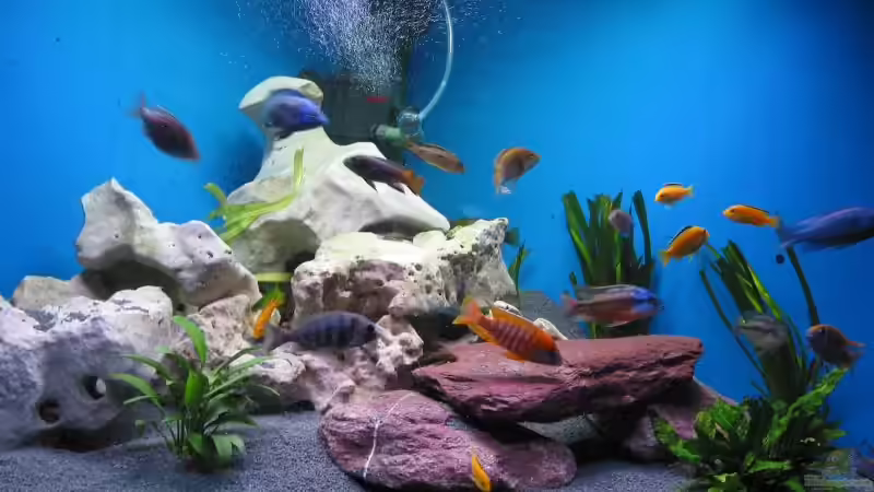 Aquarium Hauptansicht von Becken 61