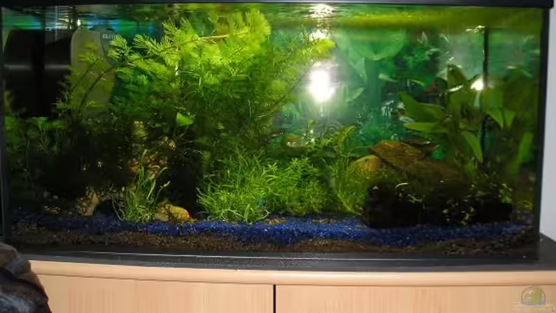 Aquarium Hauptansicht von Becken 6139