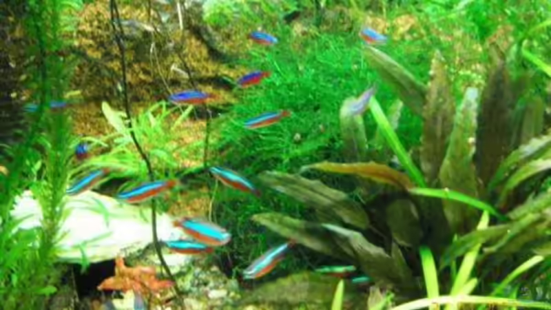 Aquarium Hauptansicht von Becken 6146