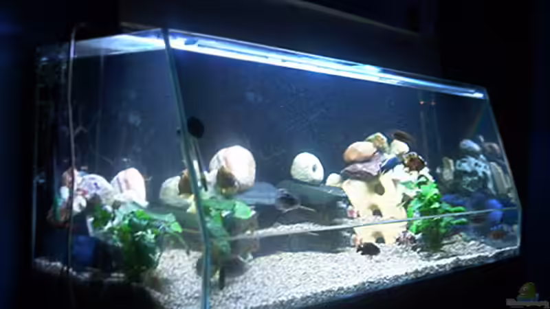 Aquarium Hauptansicht von Becken 615