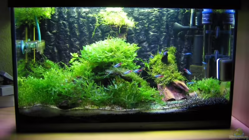 Aquarium Hauptansicht von Becken 6270