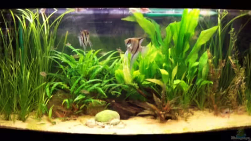 Aquarium Hauptansicht von Becken 6276