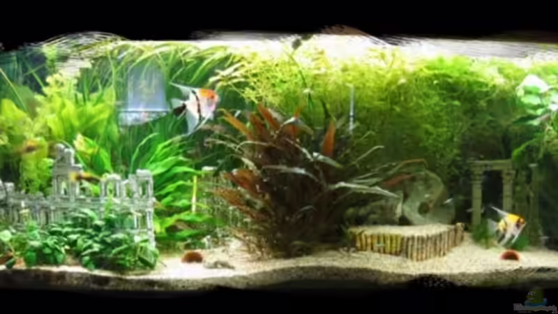 Aquarium Hauptansicht von Becken 6316