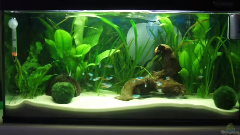 Aquarium Hauptansicht von Becken 6398