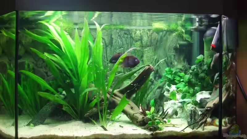 Aquarium Hauptansicht von Becken 6451