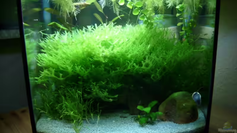 Aquarium Hauptansicht von Becken 6591