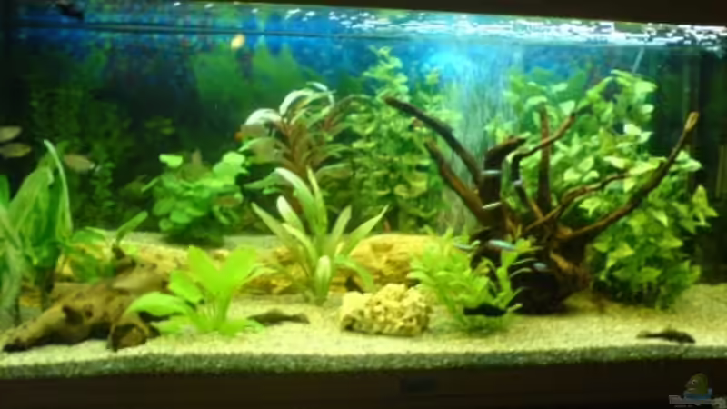 Aquarium Hauptansicht von Becken 6603