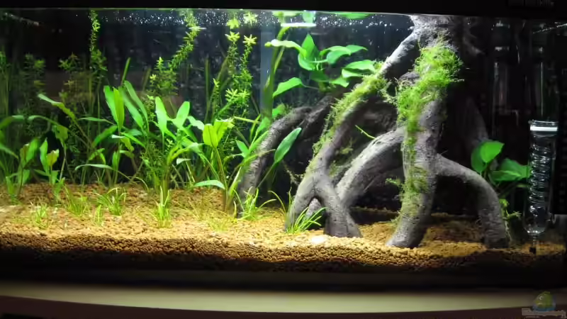 Aquarium Hauptansicht von Becken 67