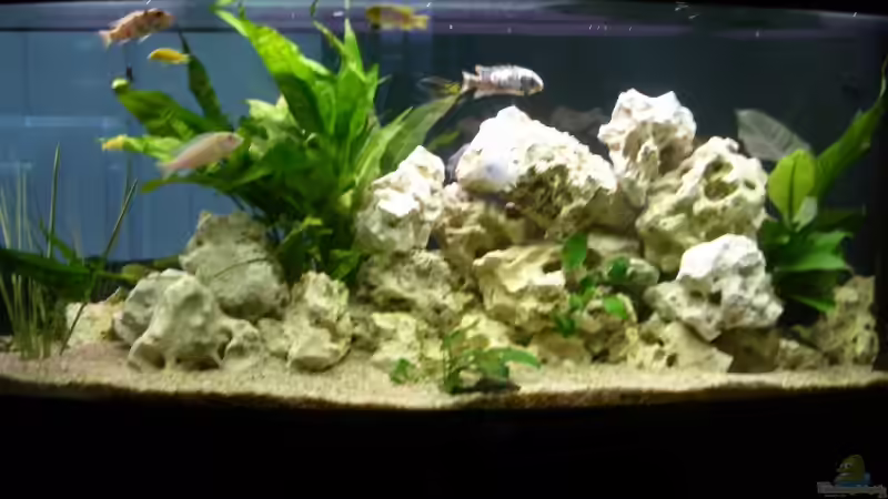 Aquarium Hauptansicht von Becken 6700