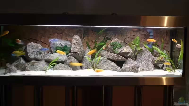 Aquarium Hauptansicht von Becken 6731