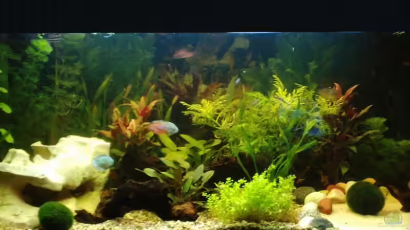 Aquarium Hauptansicht von Becken 6788