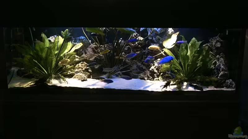 Aquarium Hauptansicht von Becken 679