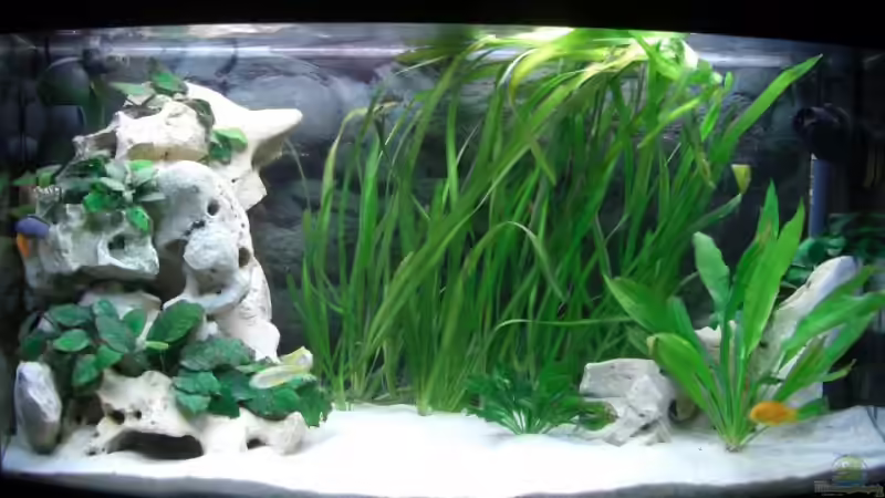 Aquarium Hauptansicht von Becken 6807