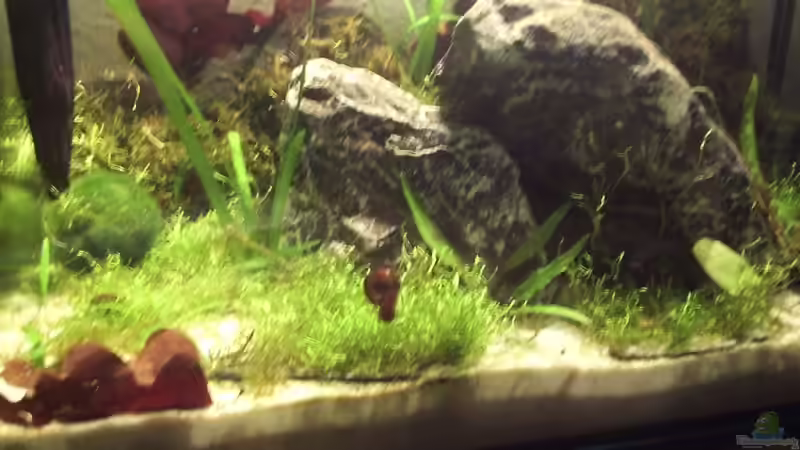 Aquarium Hauptansicht von Becken 6814