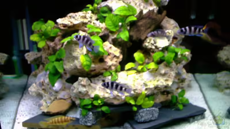 Aquarium Hauptansicht von Becken 717