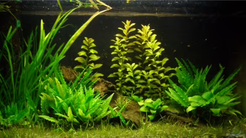 Aquarium Hauptansicht von Becken 7189