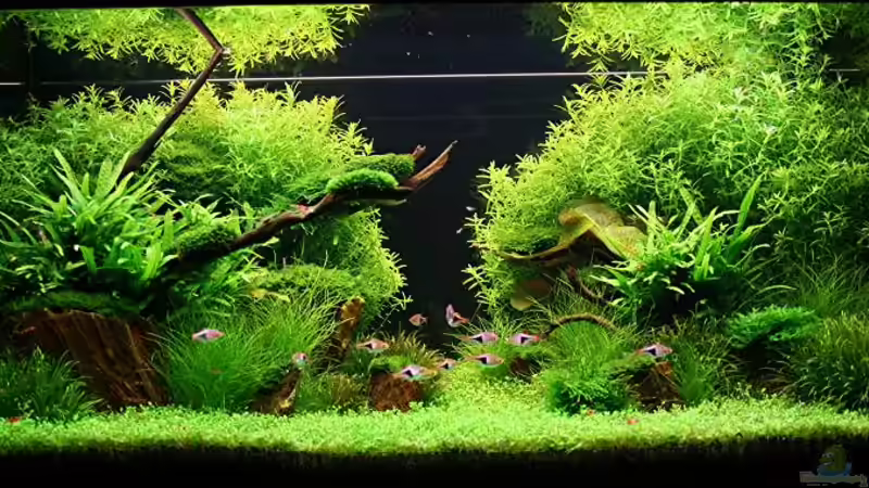 Aquarium Hauptansicht von Becken 7220