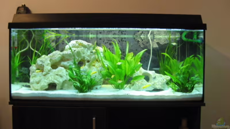 Aquarium Hauptansicht von Becken 7277