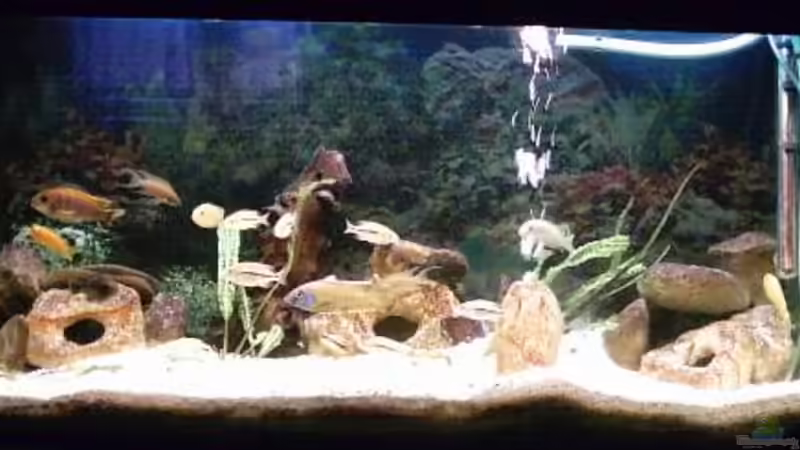 Aquarium Hauptansicht von Becken 73