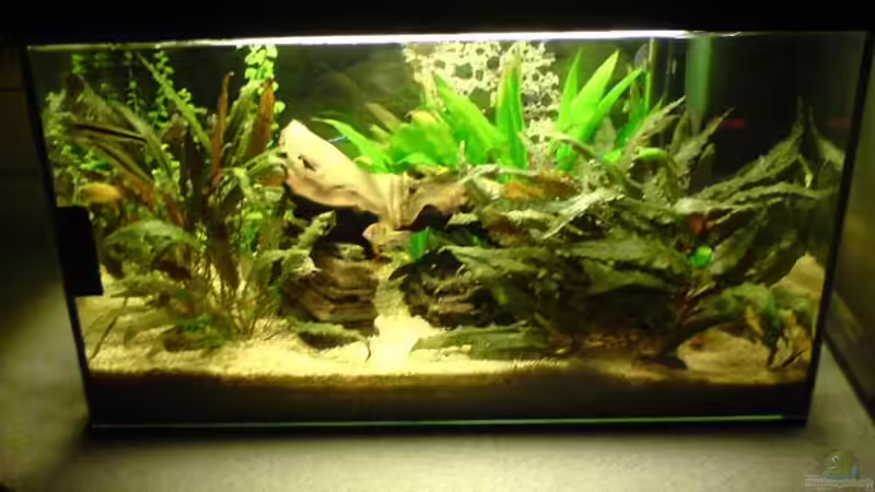 Aquarium Hauptansicht von Becken 7429