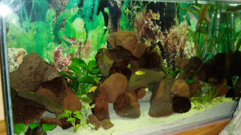 Aquarium Hauptansicht von Becken 7528
