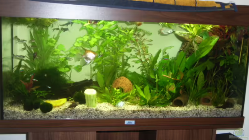Aquarium Hauptansicht von Becken 7551