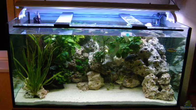 Aquarium Hauptansicht von Becken 7555