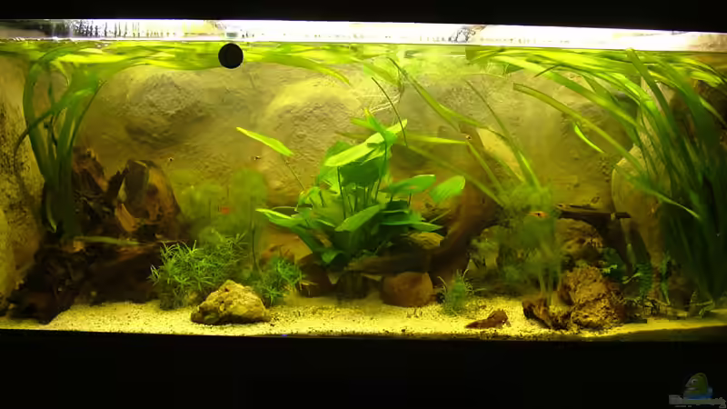 Aquarium Hauptansicht von Becken 8029